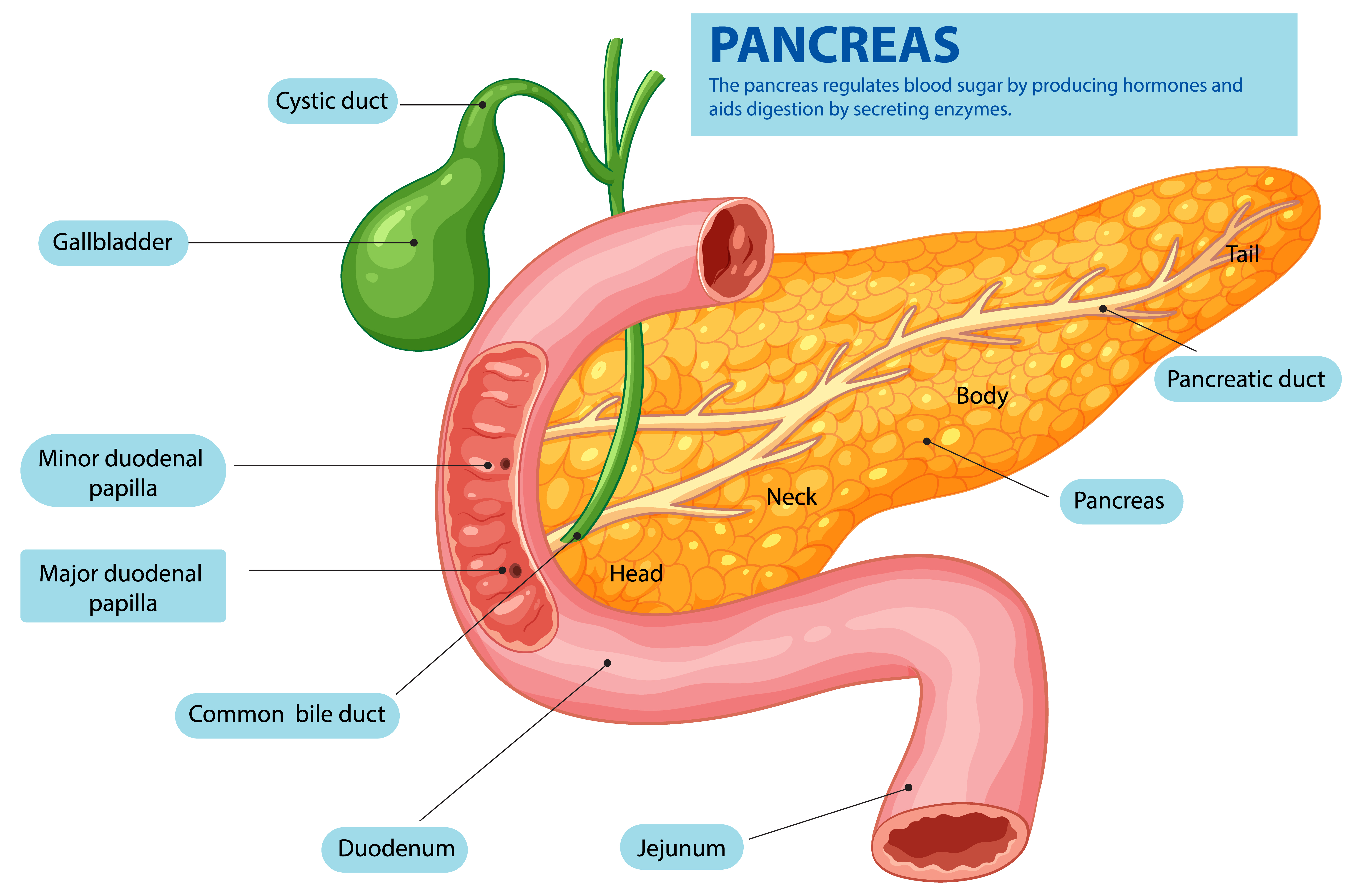 Biliary System.jpg